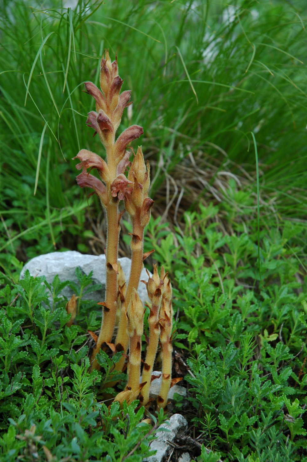 Orobanche teucrii / Succiamele del Teucrio
